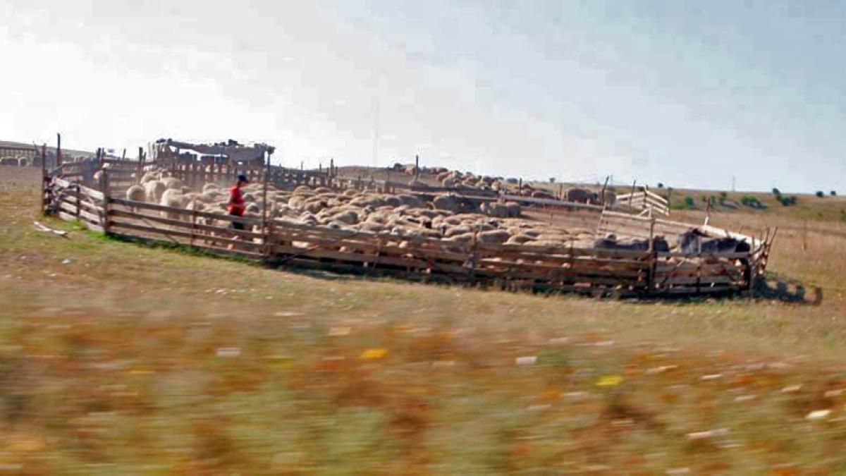 Dragoș Frumosu: S-a dorit distrugerea agriculturii românești. Suntem singura țară care își vinde terenurile