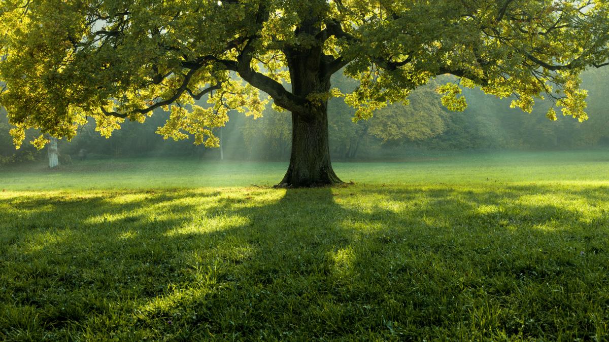 beautiful-tree-middle-field-covered-with-grass-with-tree-line-background_58797500