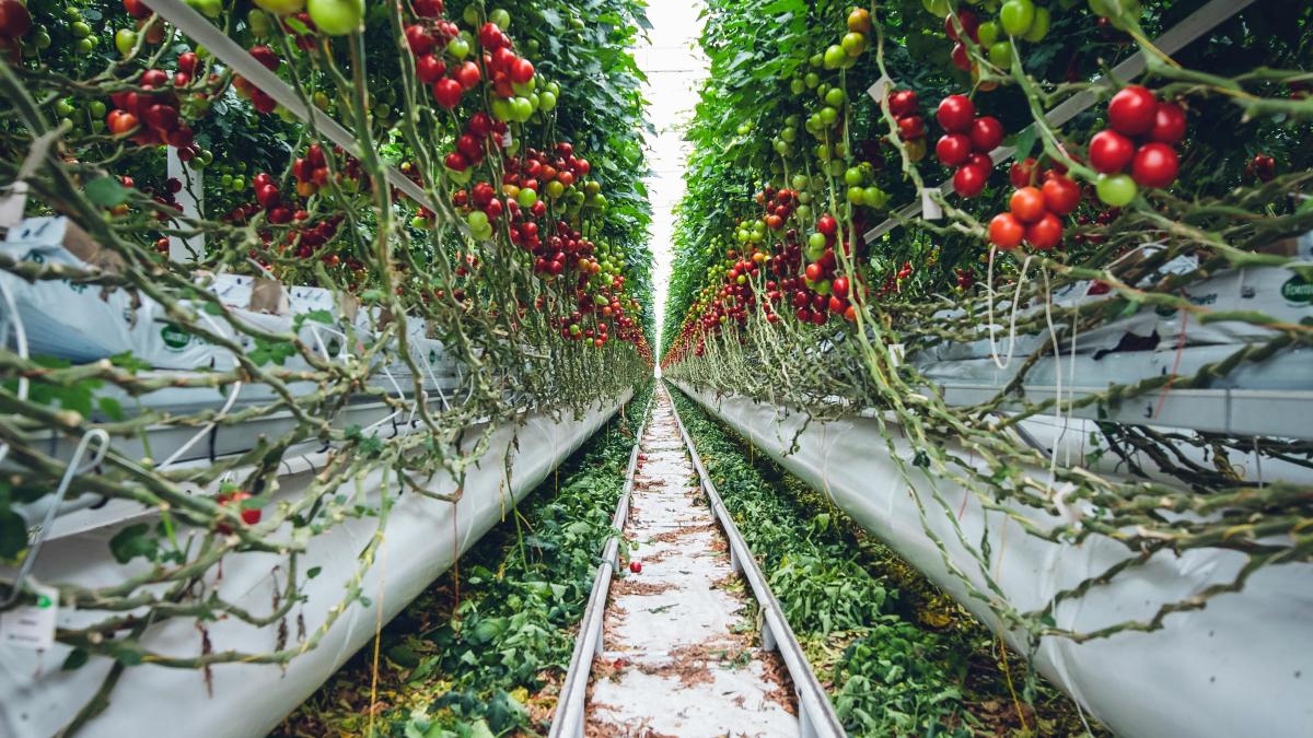 pexels-markus-spiske-2818573_89135800