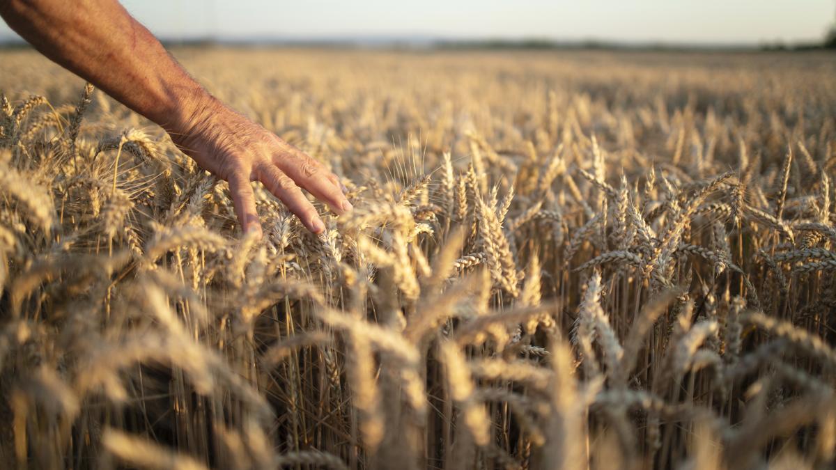 farmers-hands-going-through-crops-wheat-field-sunset_50865300