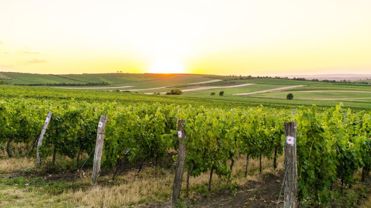 pexels-lukas-1209290_11820700