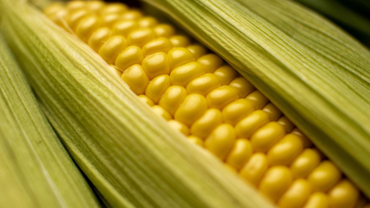 high-angle-corn-composition-close-up_03582500