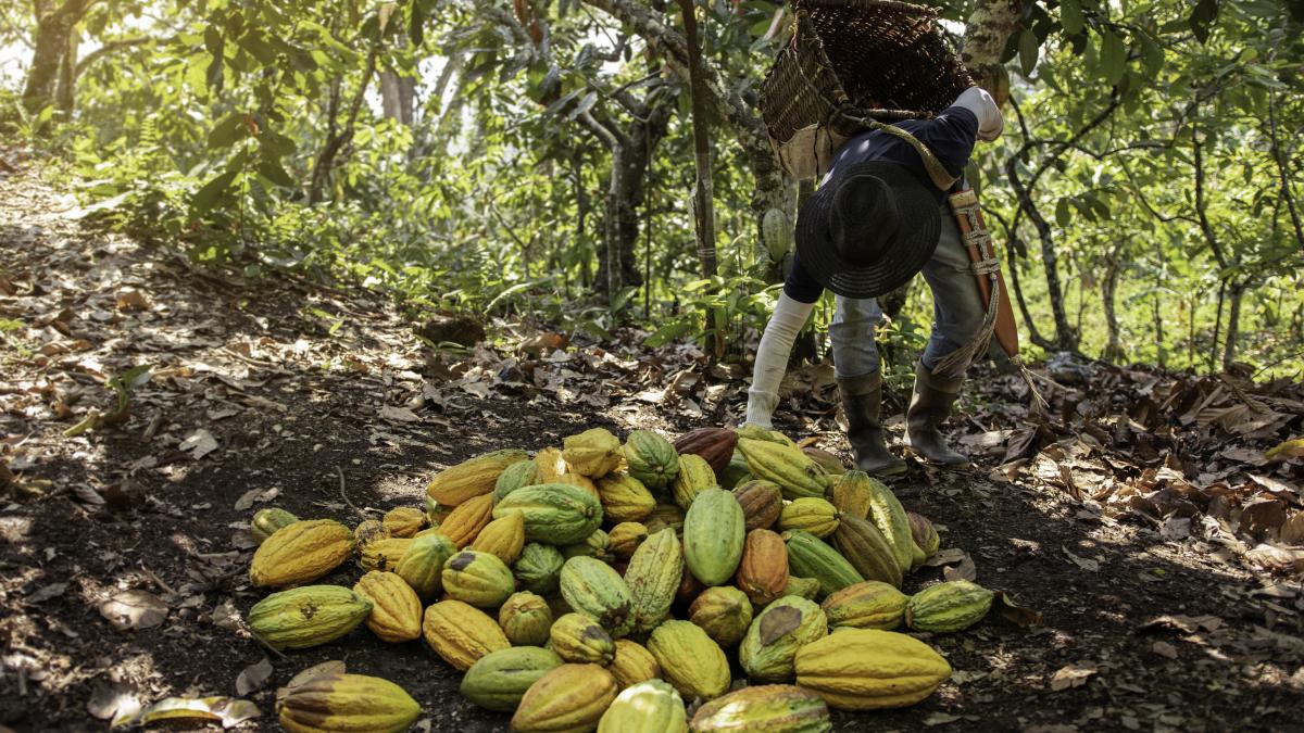 fermier-recolteaza-cacao_38662200