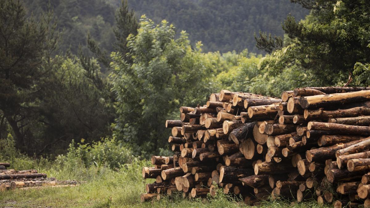 beautiful-mountain-forest-landscape_39552900