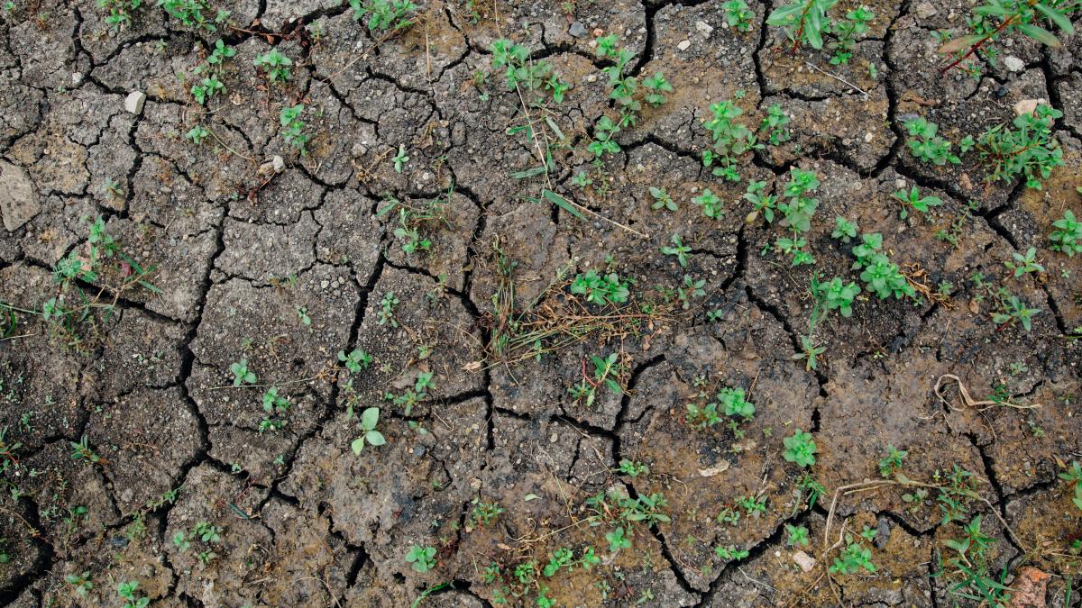 pexels-kelly-1179532-3119957_52980100