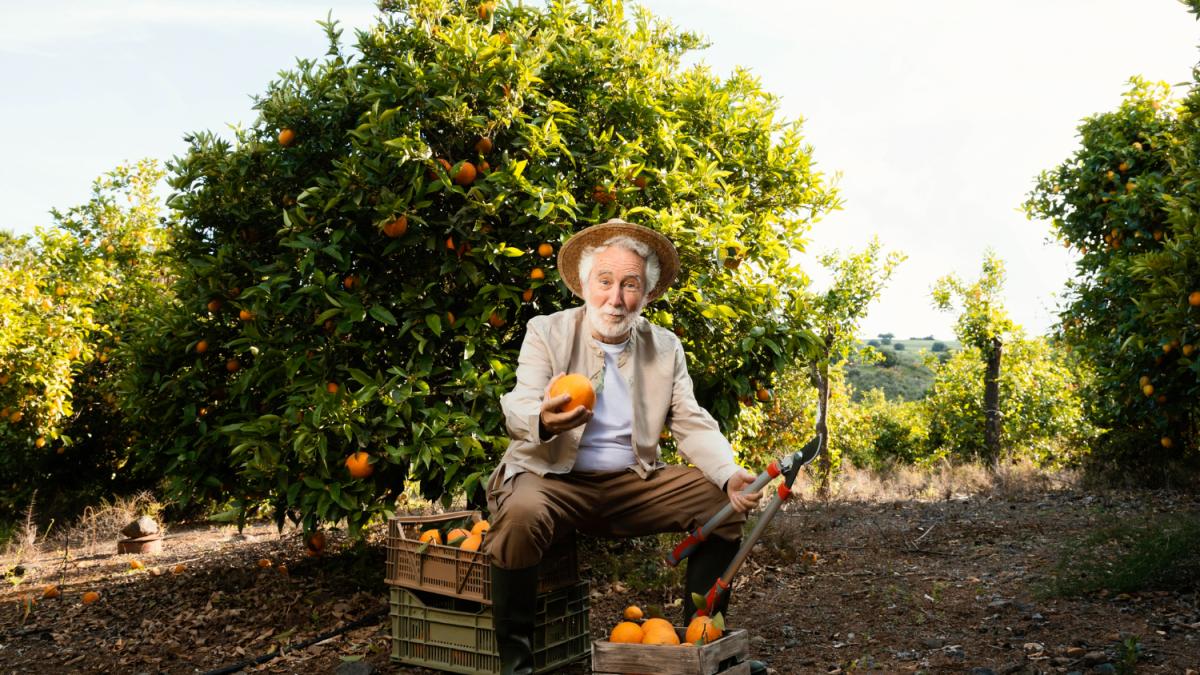 livada-de-portocali_13435000