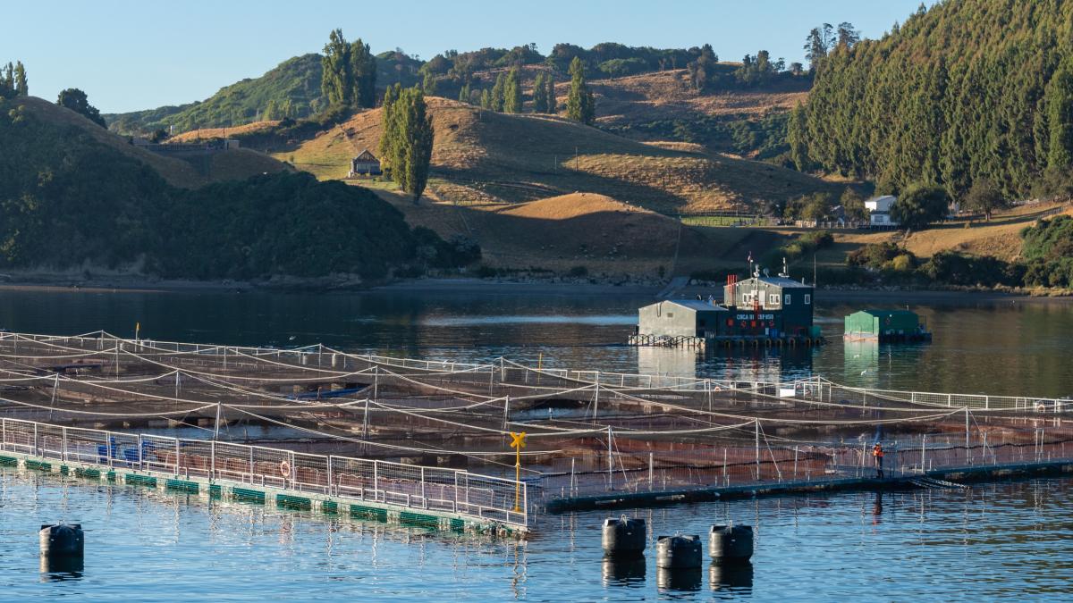 acvacultura_56013500