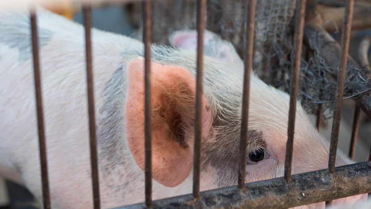 animal-g763b5ae7f_1280_08300400