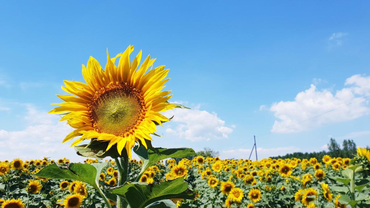 floarea-soarelui_39467400