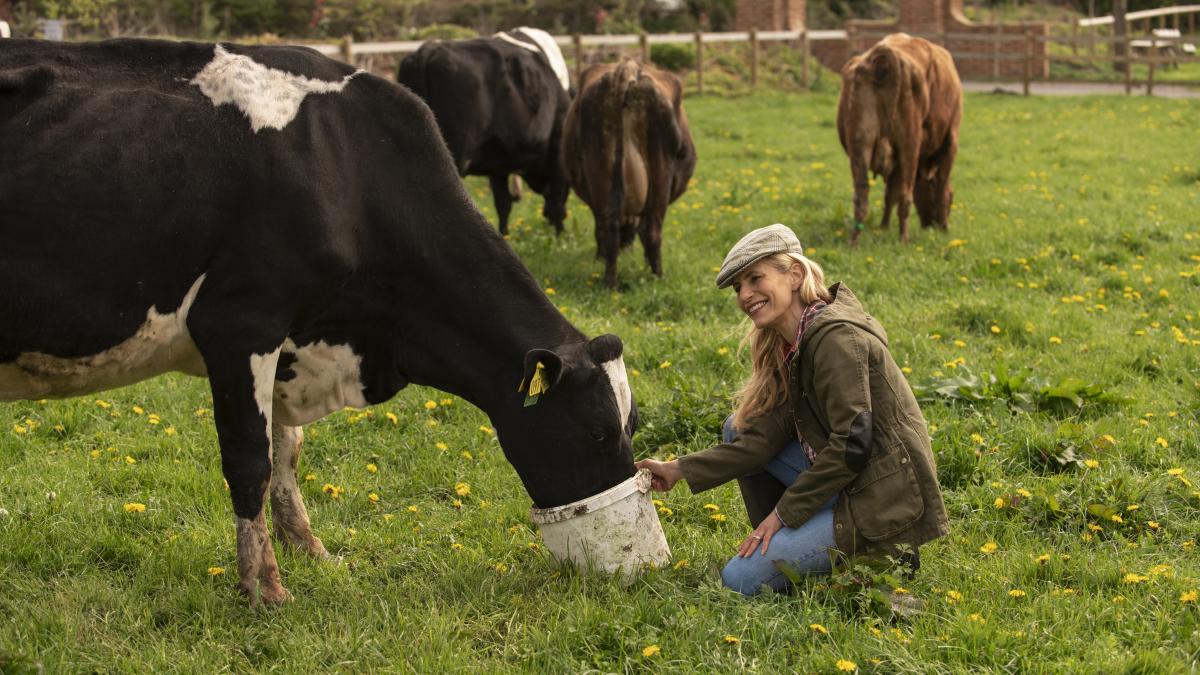 cows-grazing-around-farm_86458800
