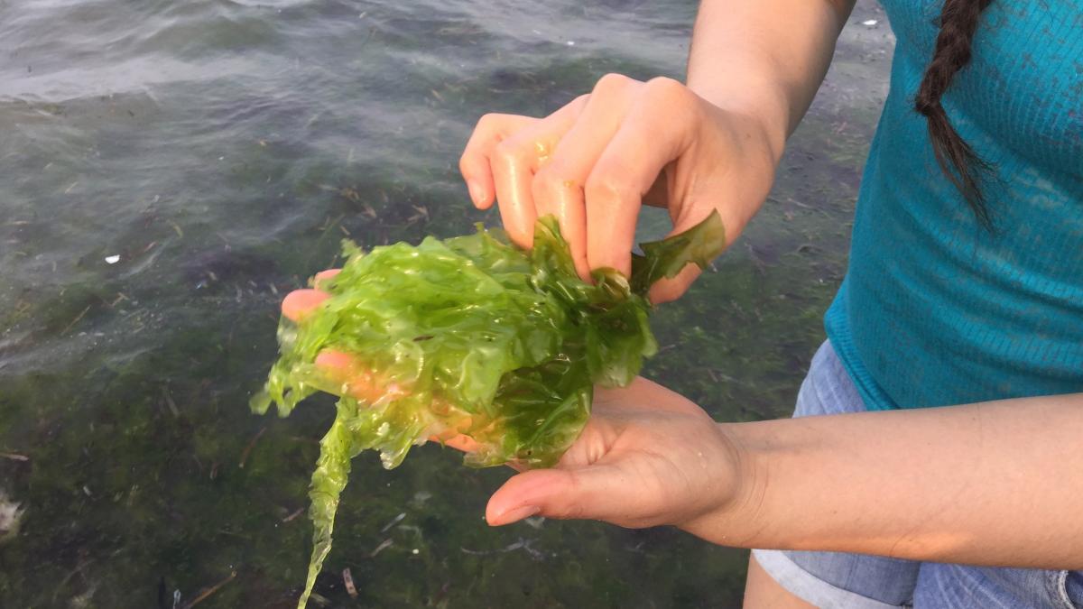 Algele din apa mării. Paul Anghel (ANPC): Bulgarii au avut noroc 