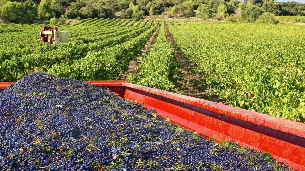 struguri-asigurare_63637100