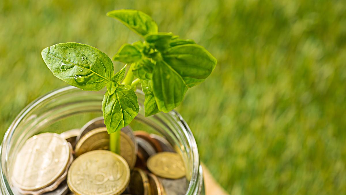 plant-growing-coins-glass-jar-money-green-grass_70504900