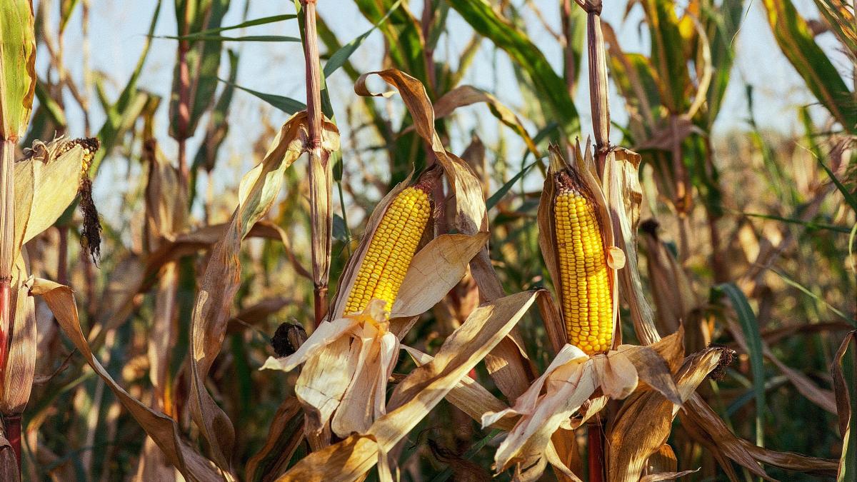 porumb-uscat_71975200