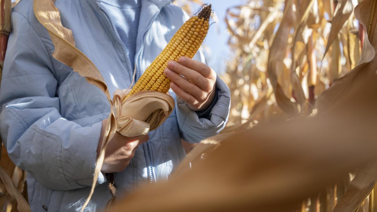 close-up-hands-holding-corn_60525200
