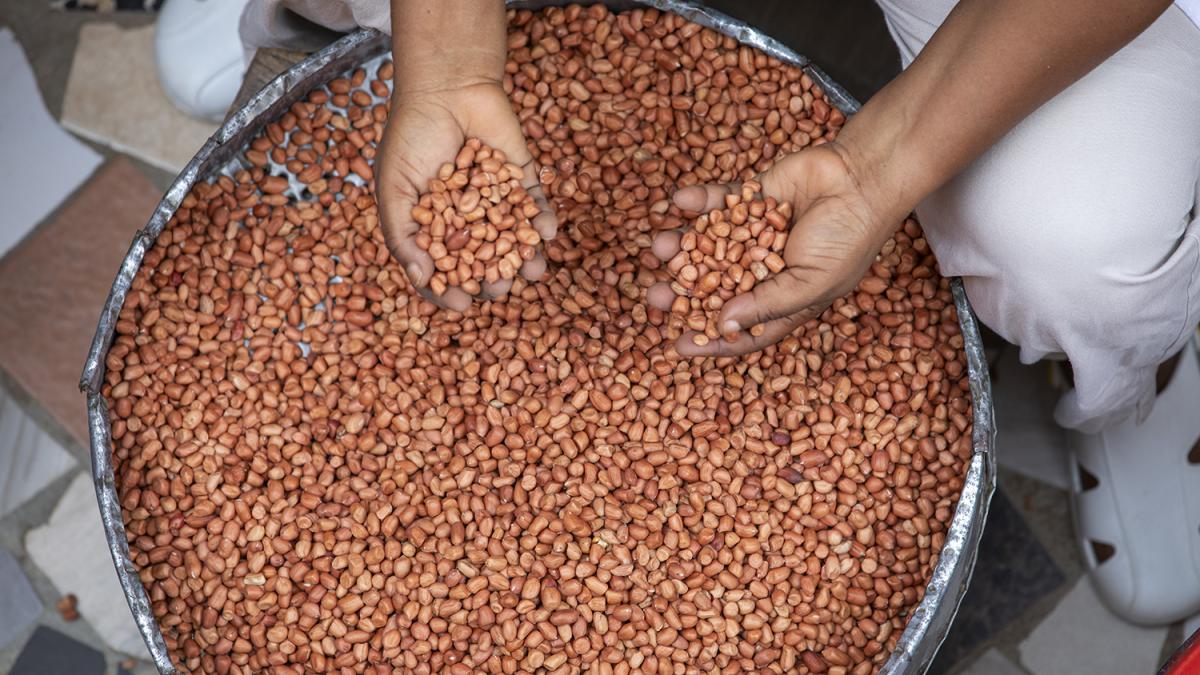 agricultura_64206300