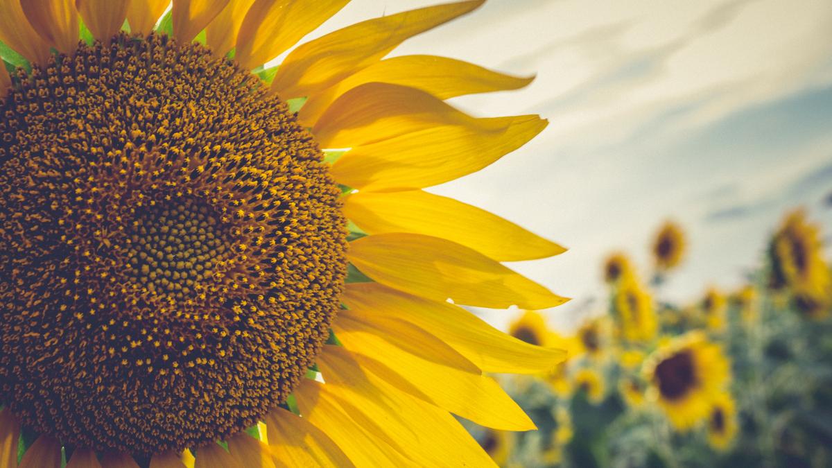 close-up-sunflower_96469000