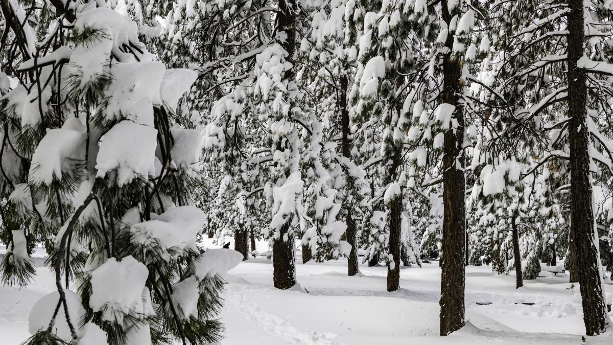 forest-surrounded-by-trees-covered-with-snow-sunlight_95343400