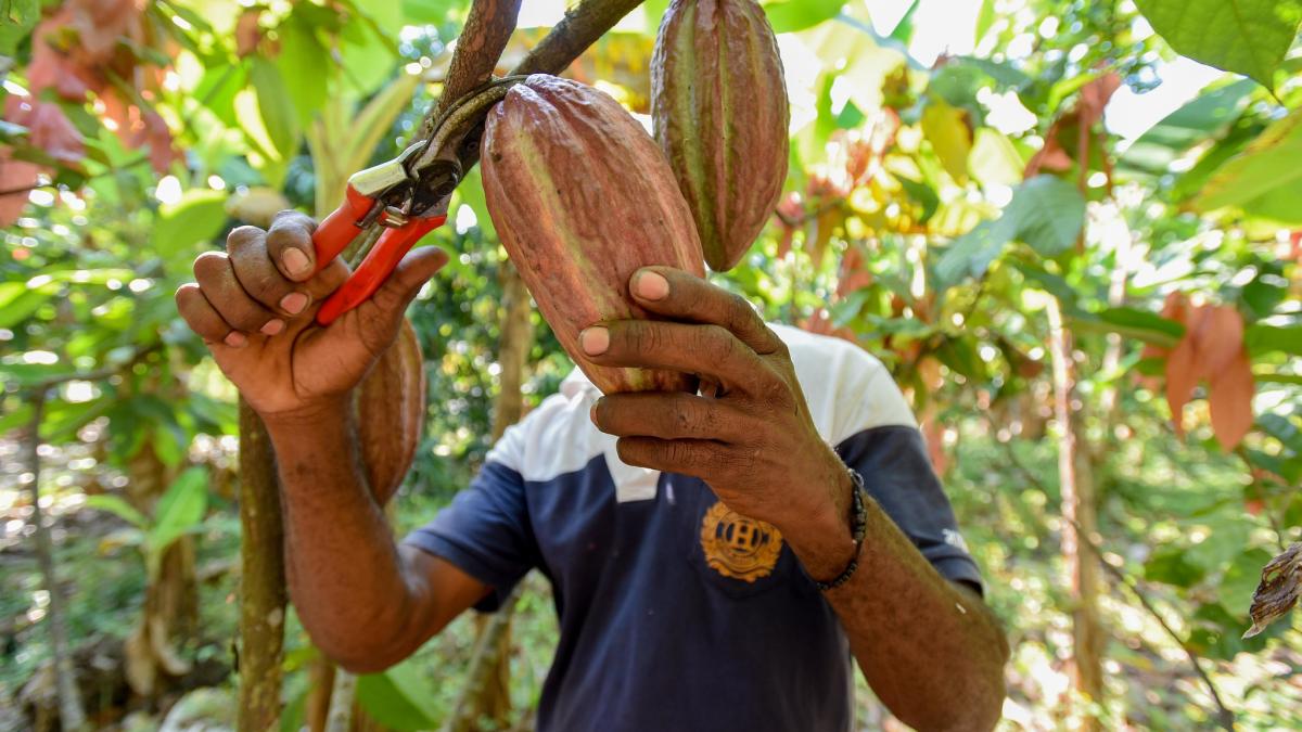 arbore-de-cacao_92300600