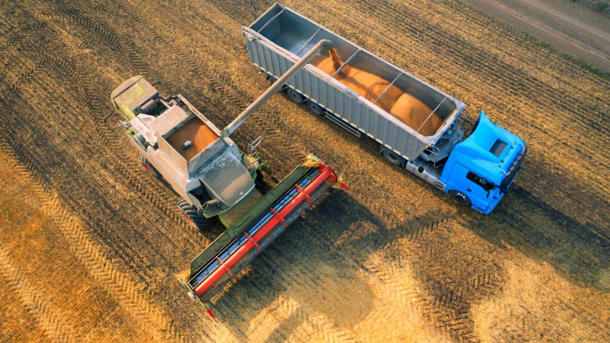 combine-delivers-threshed-grain-truck-harvest-season-agricultural-fields-1_90729700