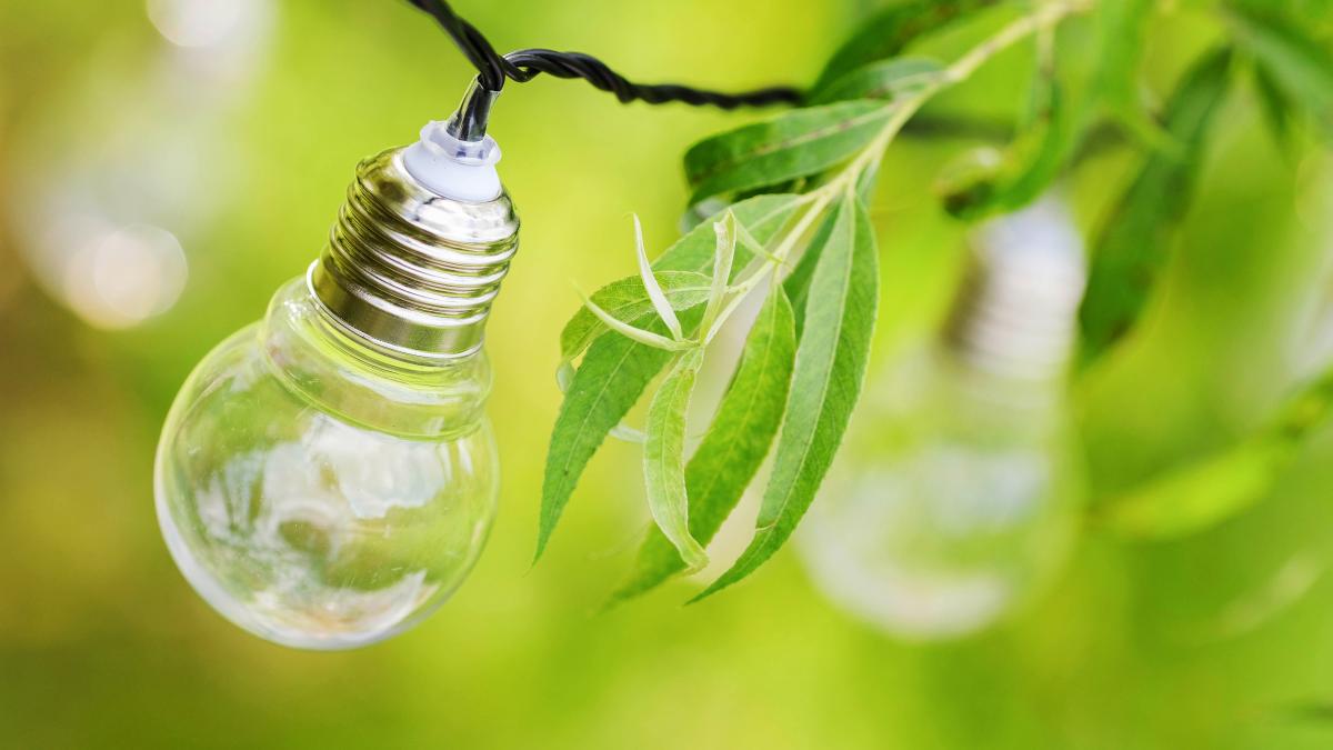 light-bulbs-hangs-branches_72475600