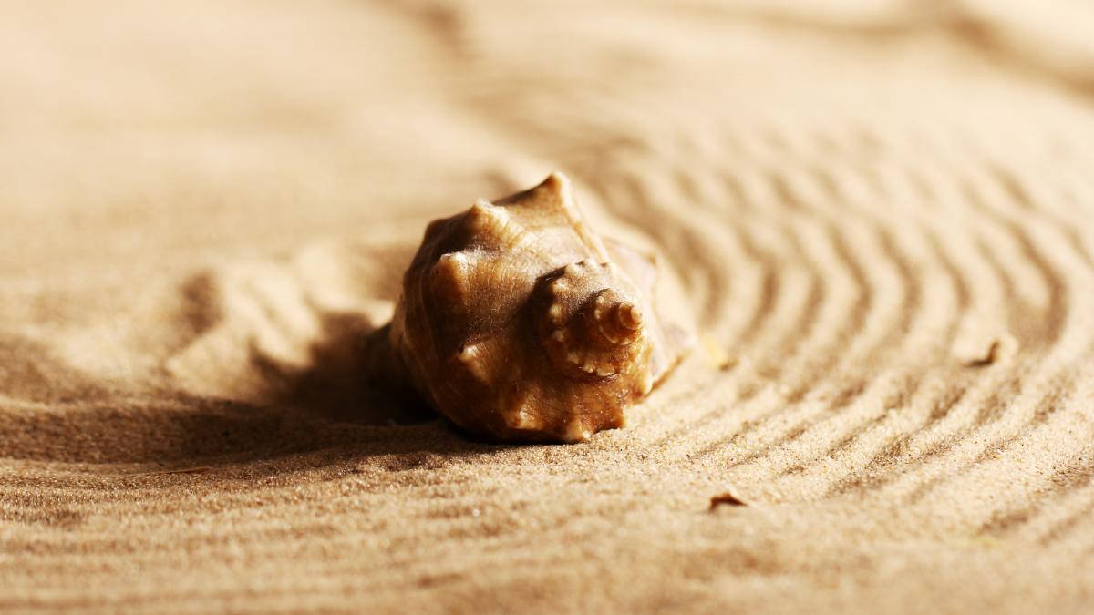 seashells-sand_72223400