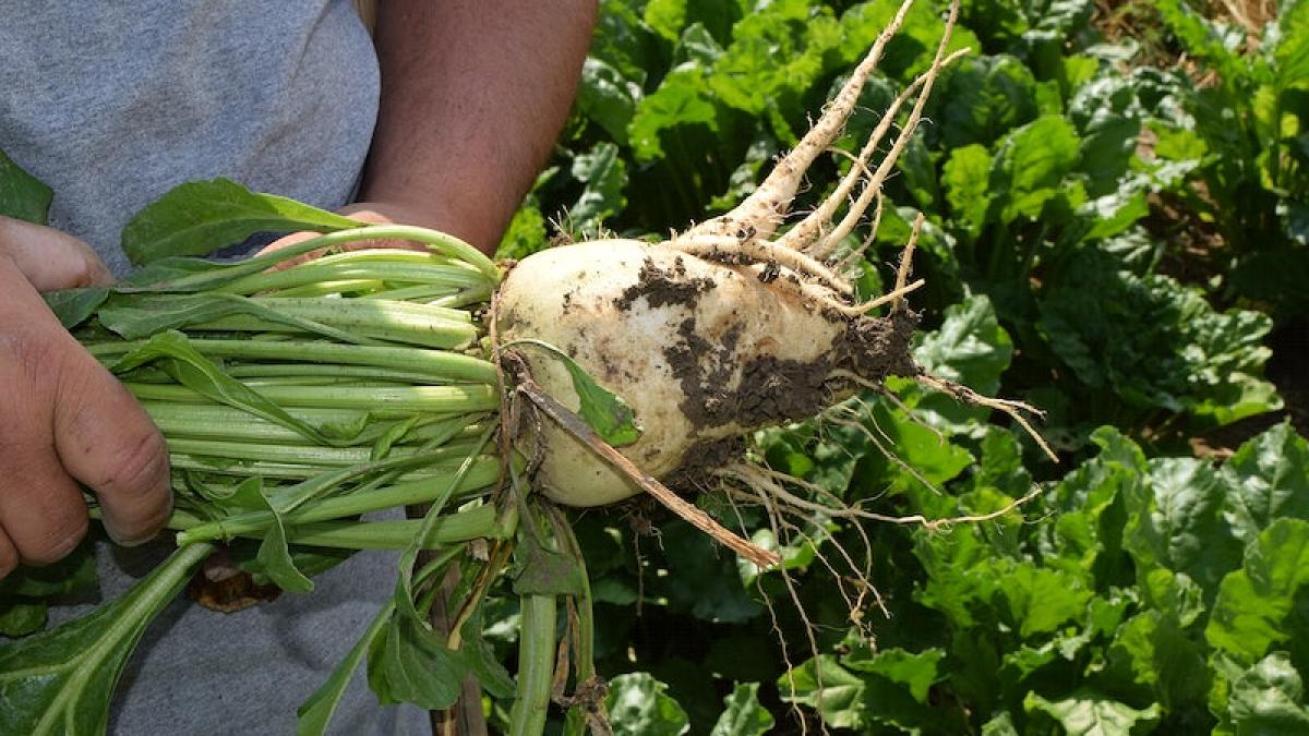 sfecla-de-zahar_21020400