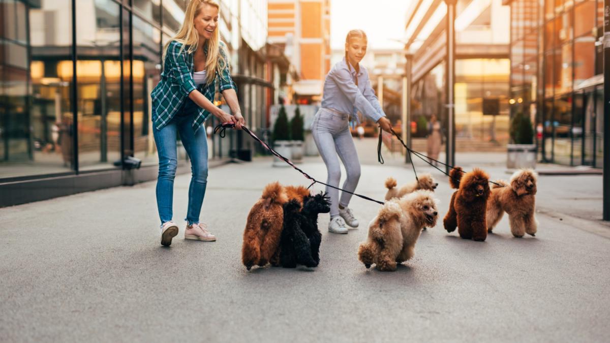 Cifră uluitoare! Câtă mâncare pentru animale de companie importă România