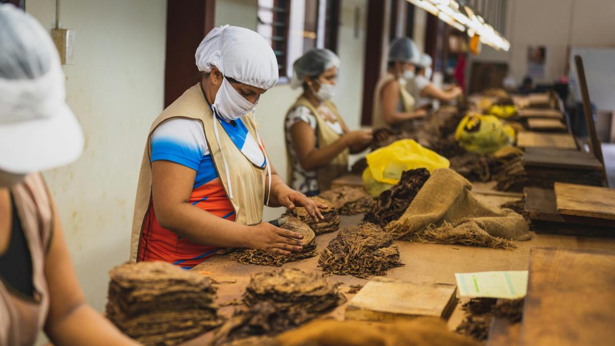 pexels-thibault-luycx-2305611-3975062_43213300