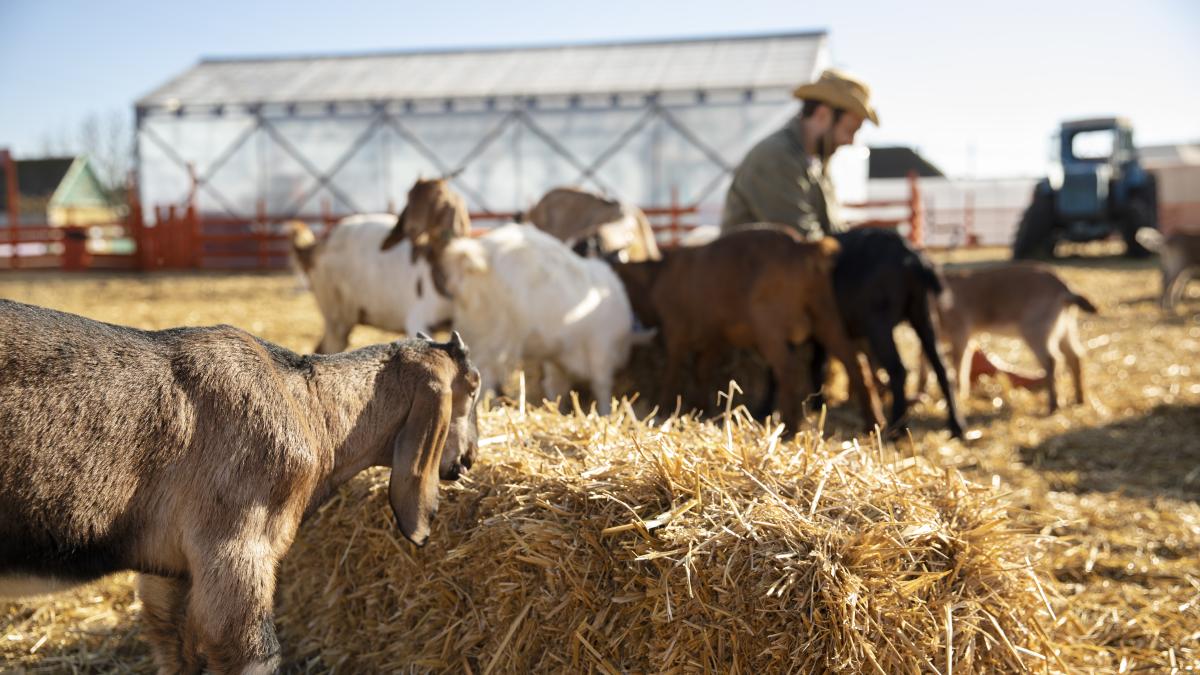 young-farmer-spending-time-with-his-goats-farm_05890600