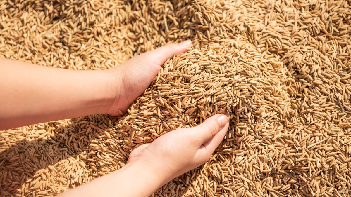 paddy-harvest-golden-yellow-paddy-hand-farmer-carrying-paddy-hand-rice-3_58893200