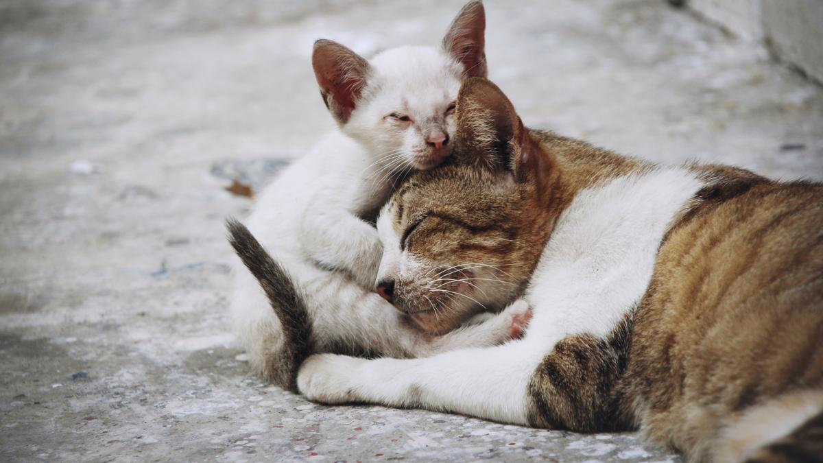 closeup-cats_42397300