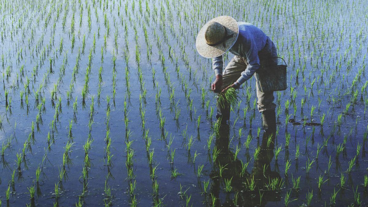 farmer-planting-rices-field_60116000