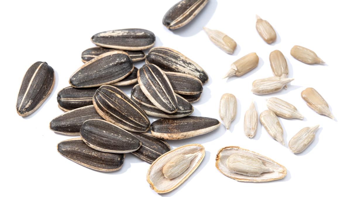 sunflower-seeds-isolated-helianthus-seed_61176700