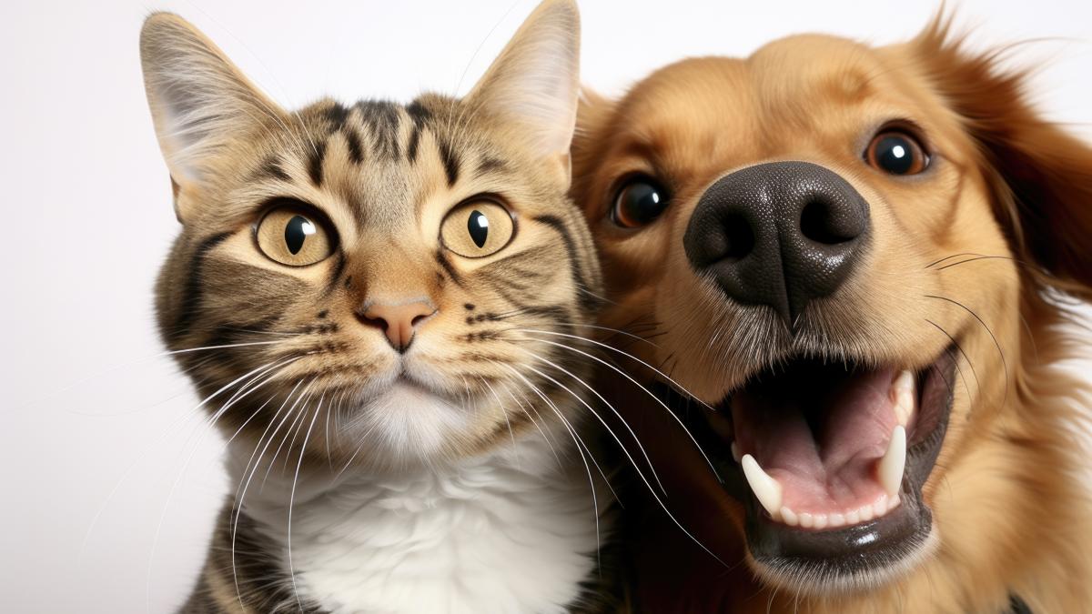 happy-dog-cat-together_49095500