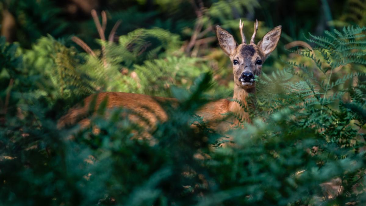 beautiful-shot-cute-deer-forest_72166700