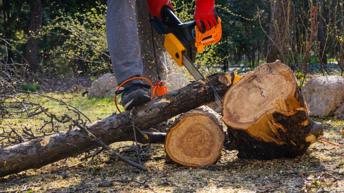 men-sawing-apple-tree-with-chainsaw-his-backyard_80702200