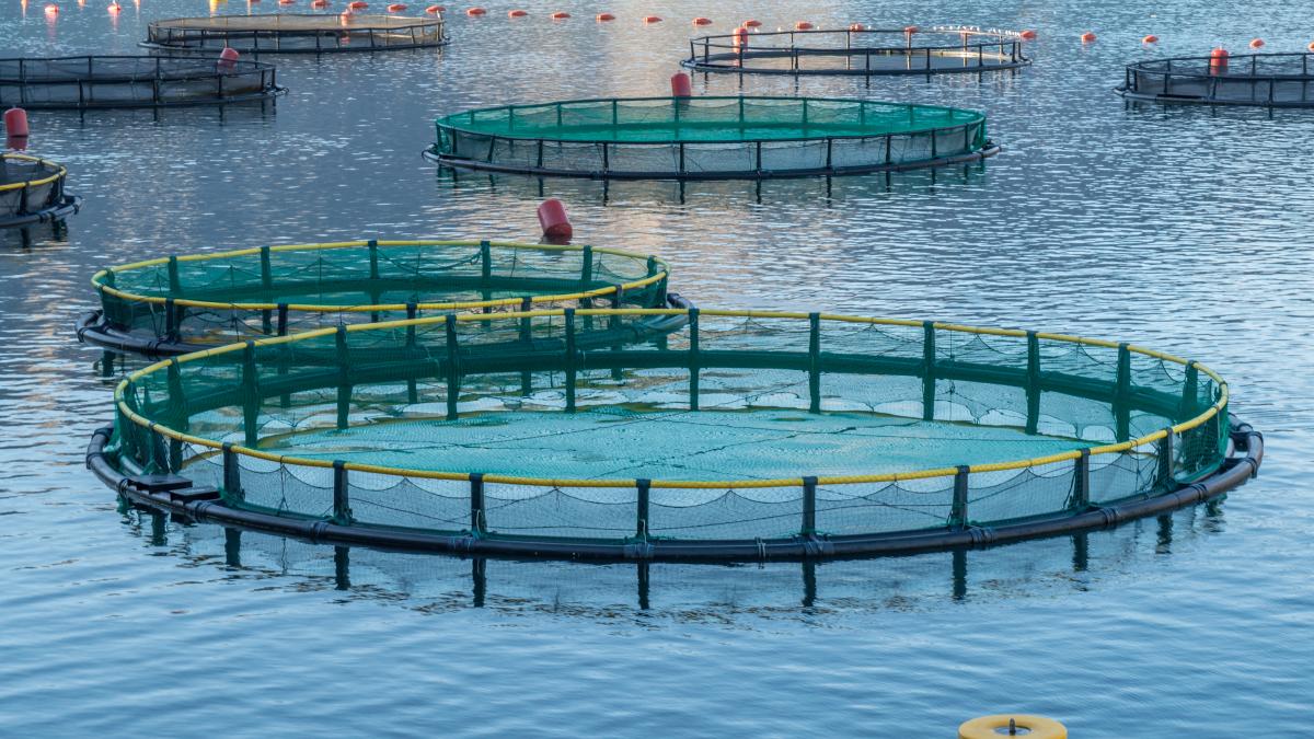 big-cages-fish-farming-montenegro_24758100