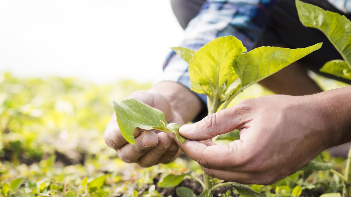 Sprijin uriaş pentru fermierii români. Ministrul Agriculturii, anunţ în premieră