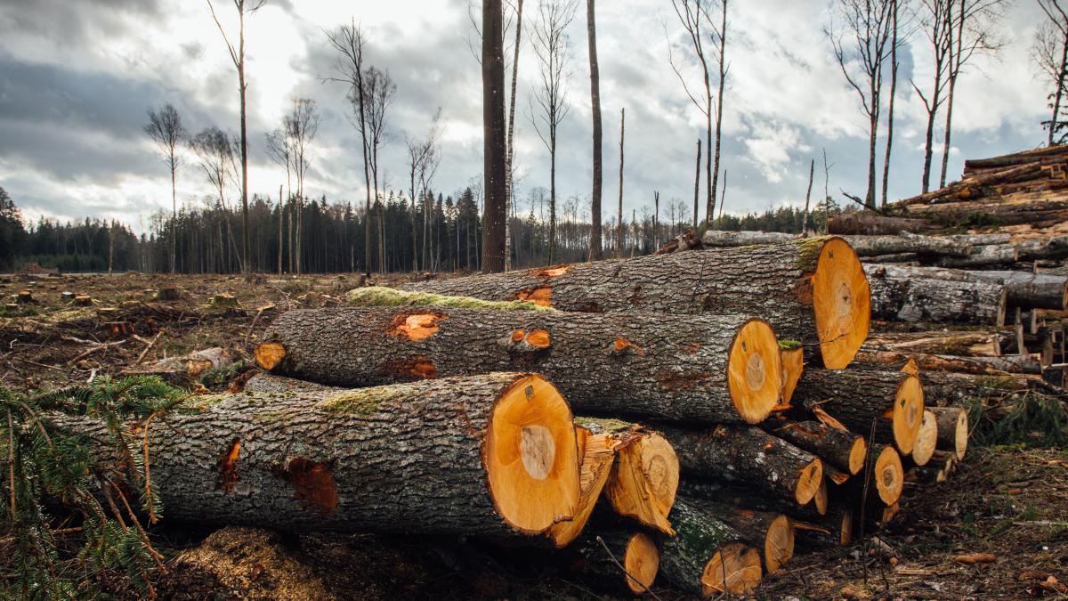 pile-cut-down-forest-wood-logs-drying_02073200
