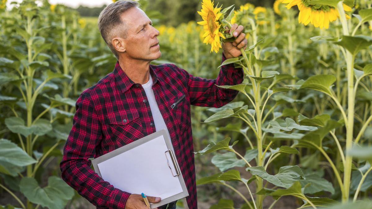 agronomist-inspecting-sunflower_27965600