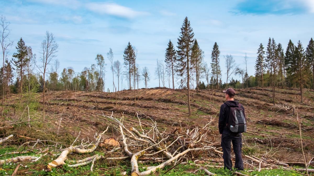 redpadurire_27345000