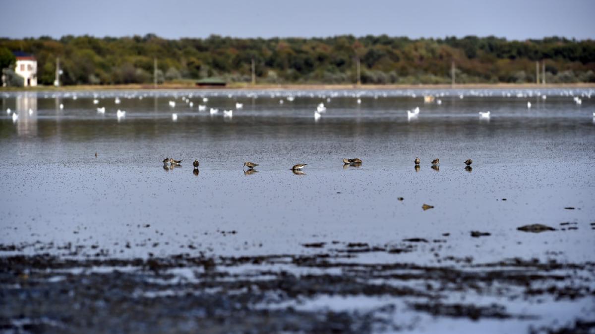 lacum-sarat--braila_67415200