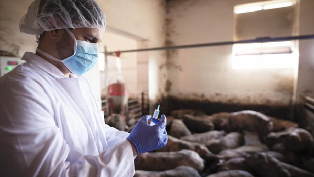 ferma-de-porci_26575400