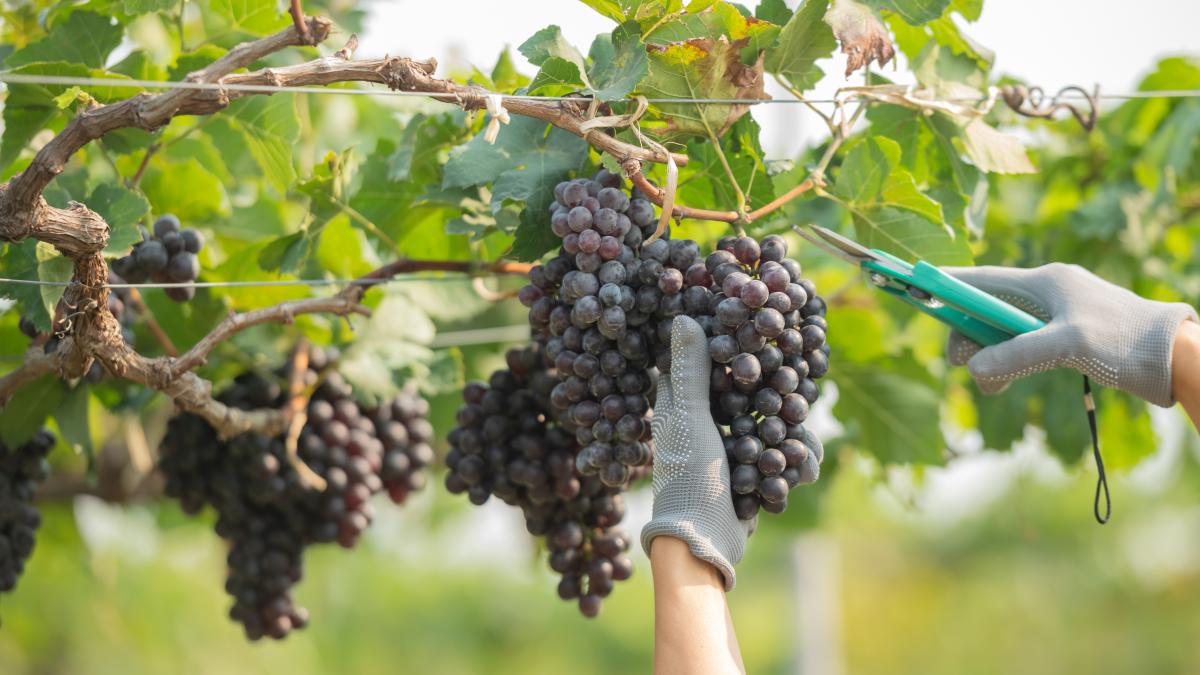 vita-de-vie_74877100