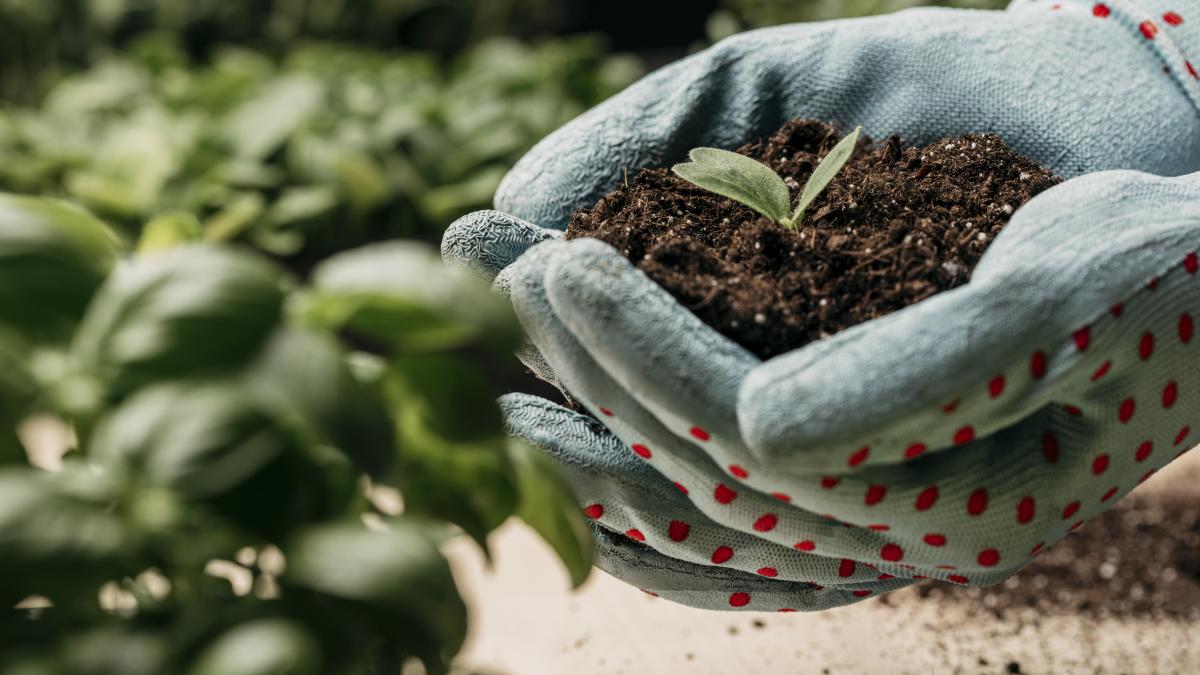 agricultura_54107700