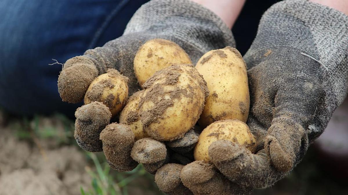 bio-potato-field-earth_83833600