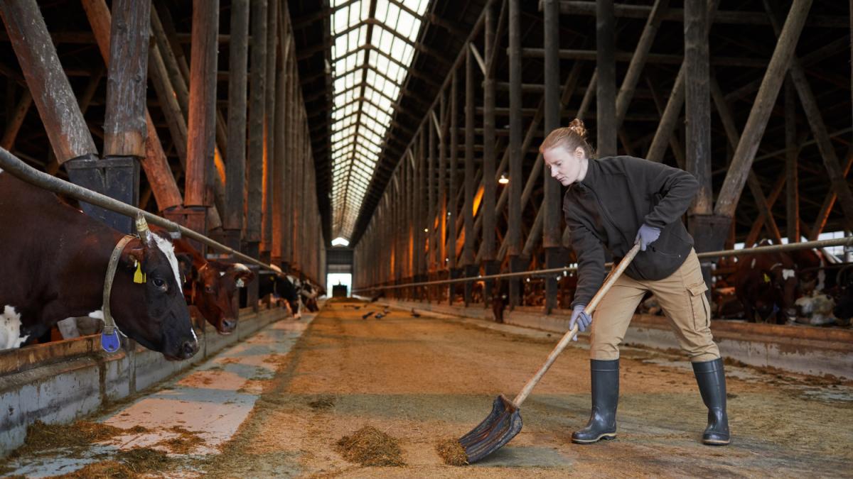 Grajd femier