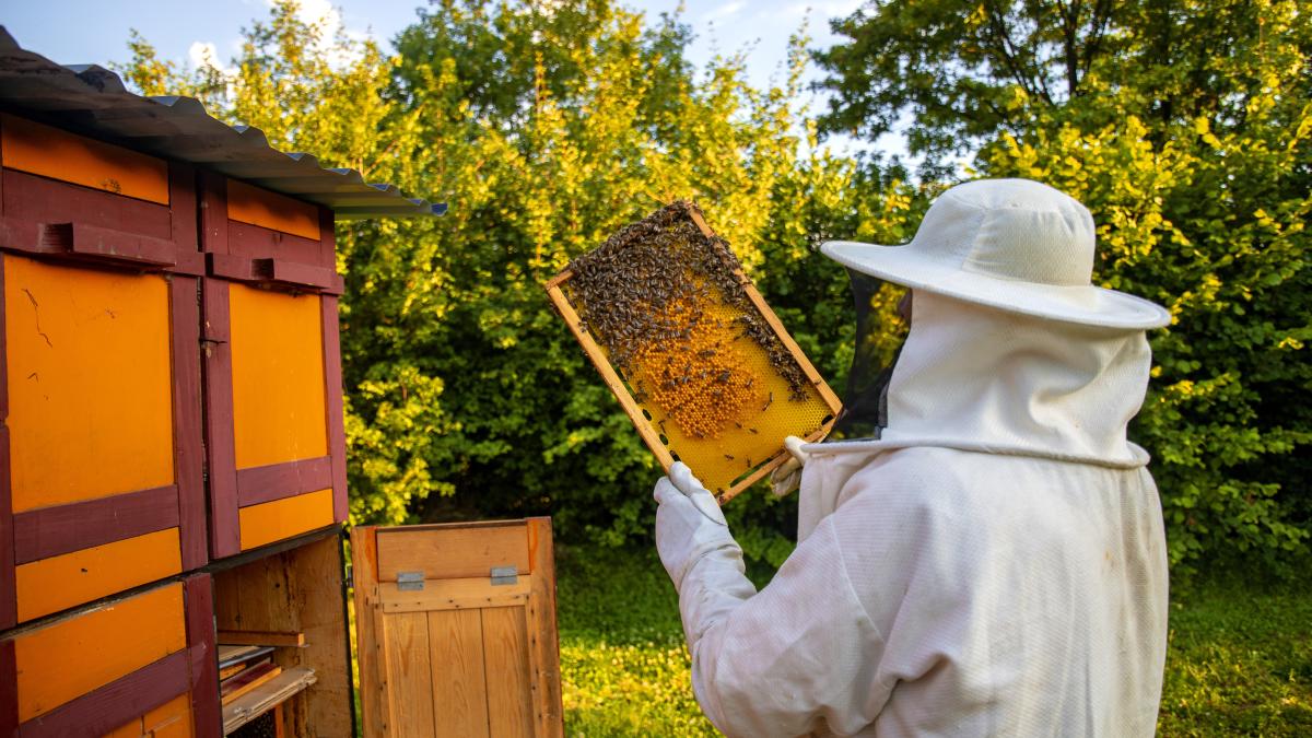 view-beekeeper-collecting-honey-beeswax