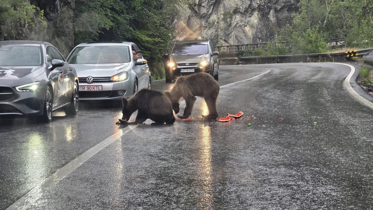 ursi hraniti pe Transfagarasan